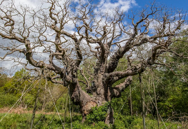Major Oak RSPB